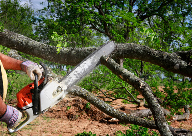 Saginaw, MI Tree Services Company